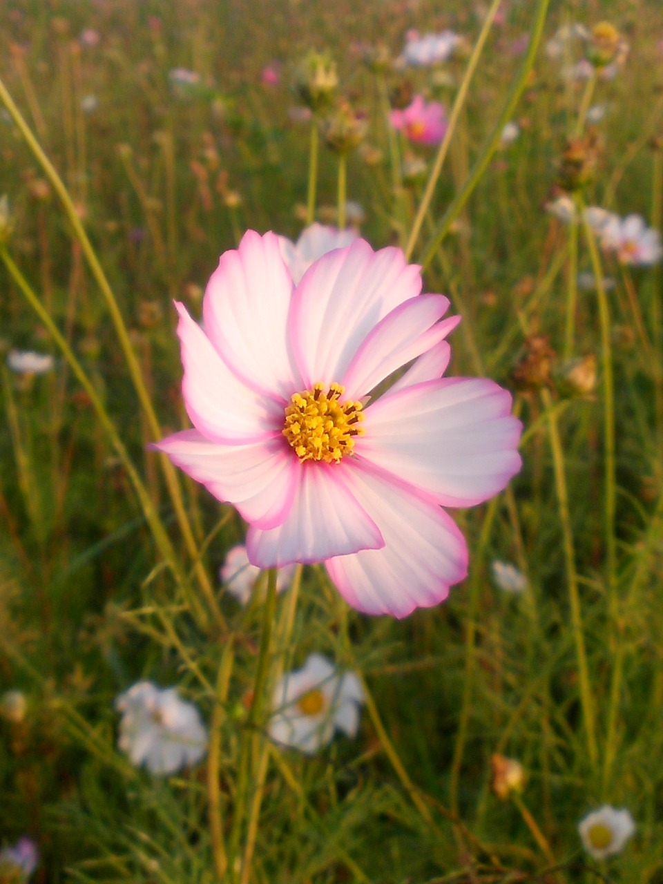 sunrise flower nature free photo