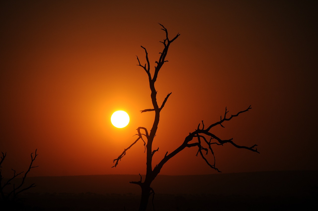 sunrise kruger silhouette free photo