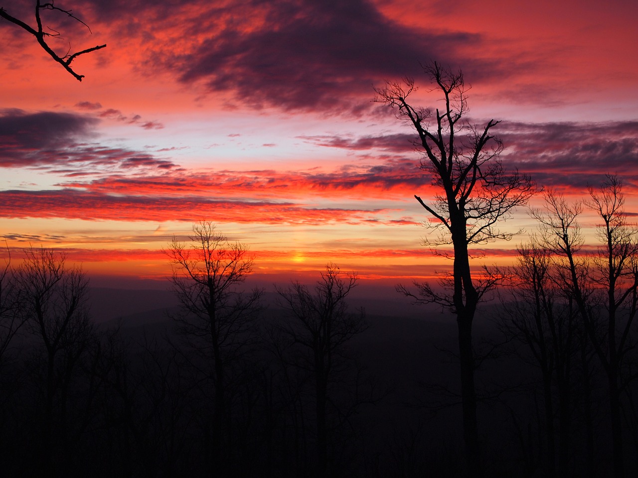 sunrise winter trees free photo