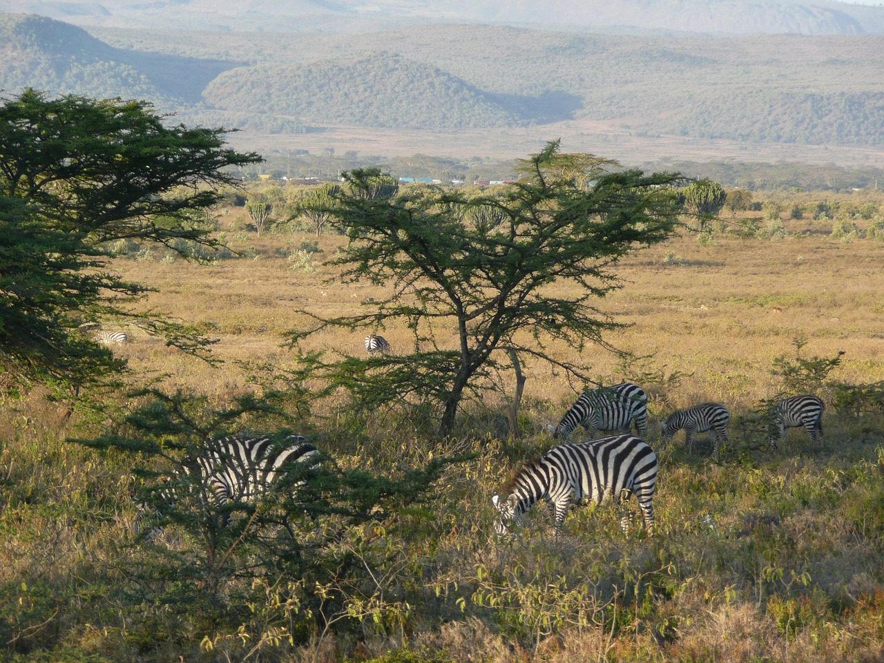 sunrise zebra kenya free photo