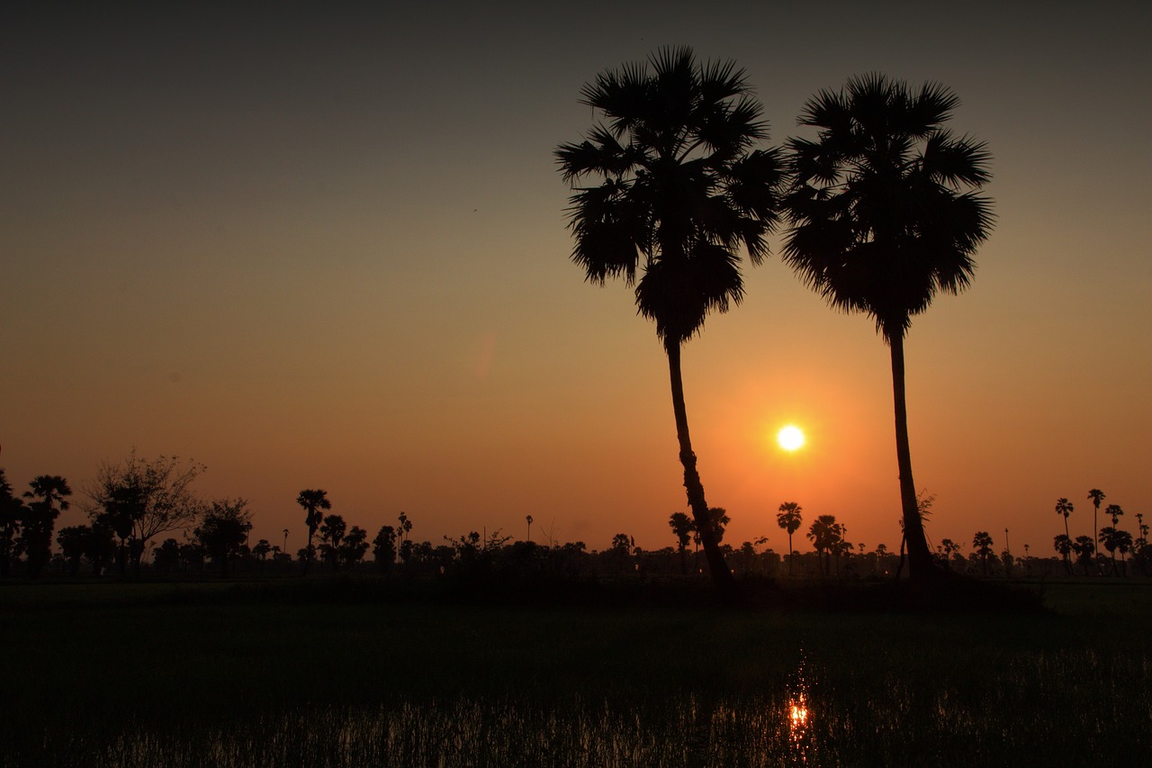 sugar palm silhouettes sunset free photo