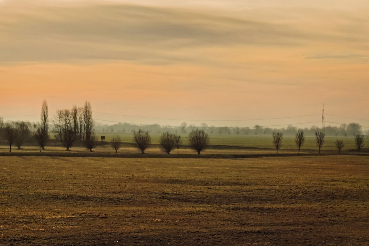 sunrise trees fields free photo