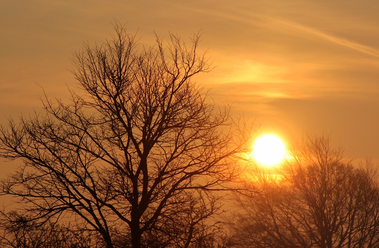 sunrise tree morning free photo