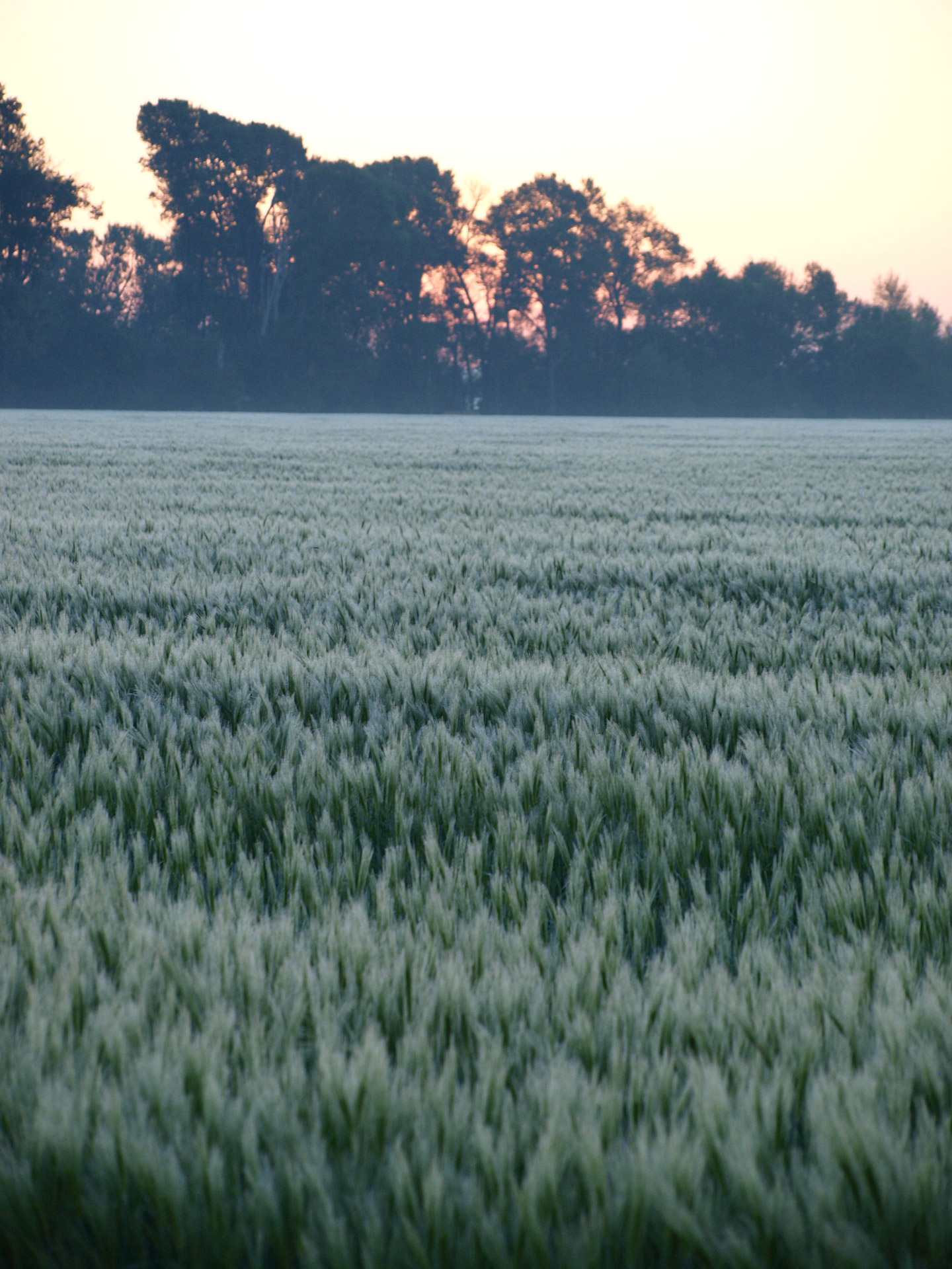 sunrise fog sunrise free photo