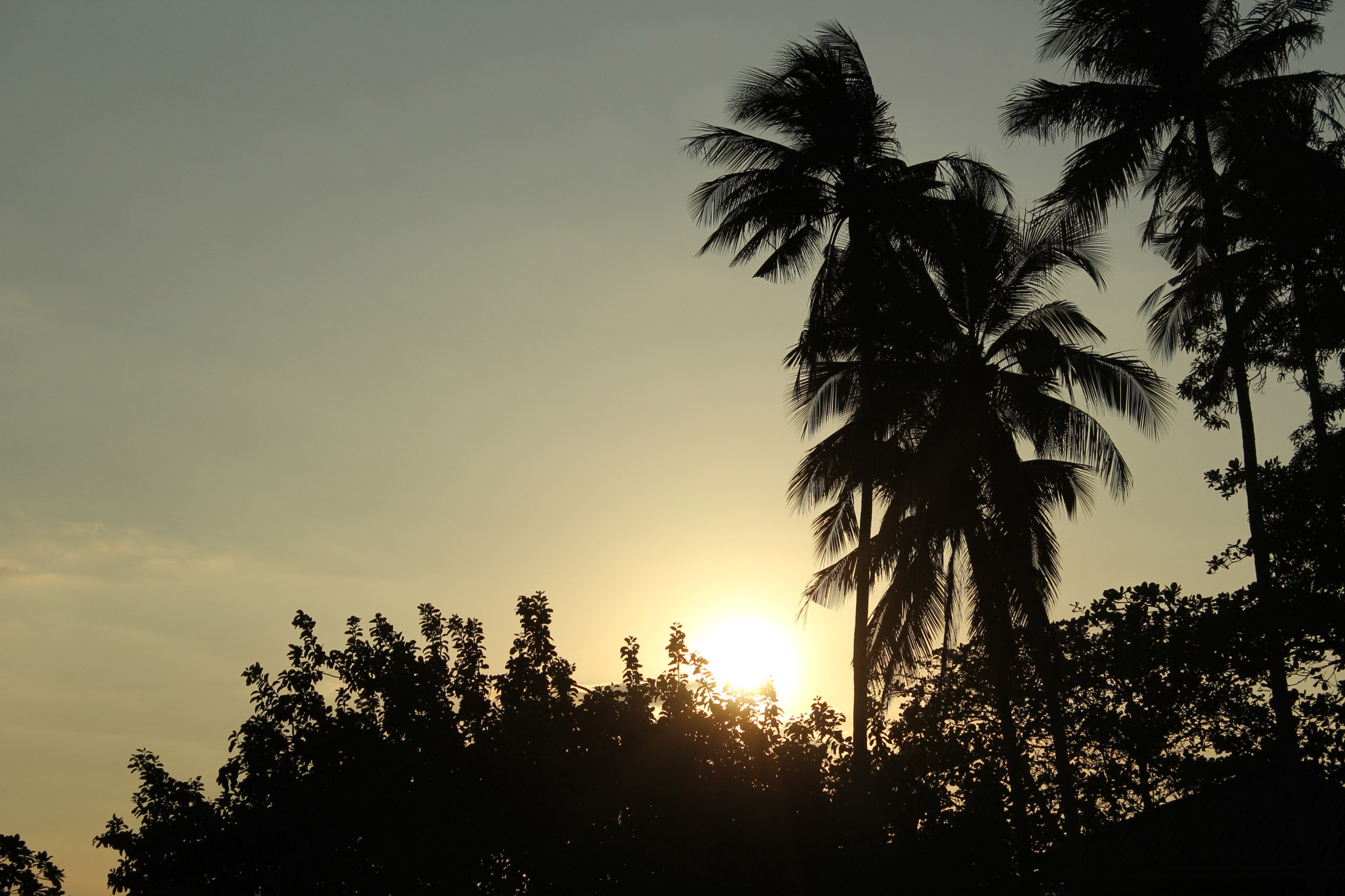 sunrise shadows tree free photo