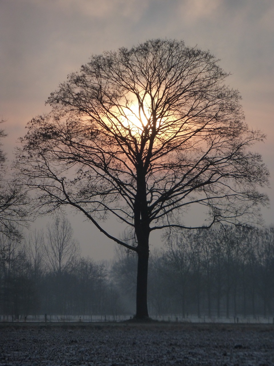 sunrise nature tree free photo