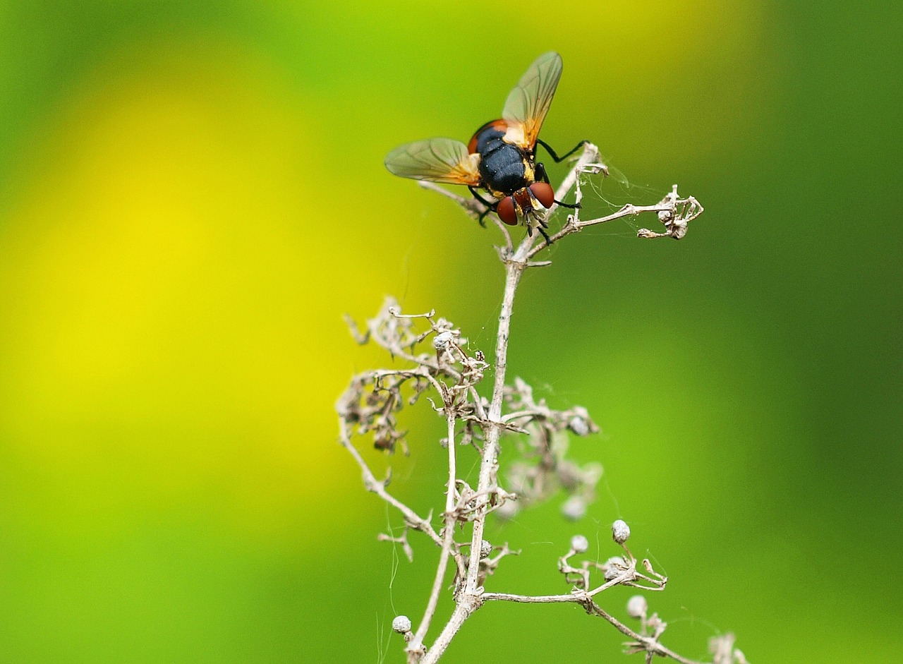 insect nature live free photo