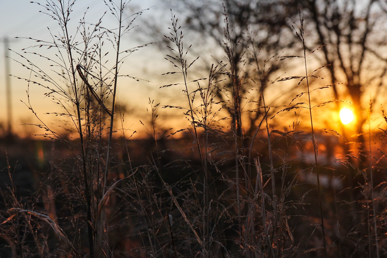 sunrise wheat mckinney free photo