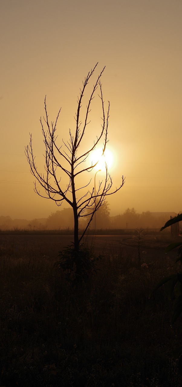 sunrise tree without leaves autumn free photo