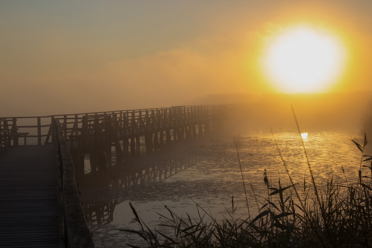 sunrise web reed free photo