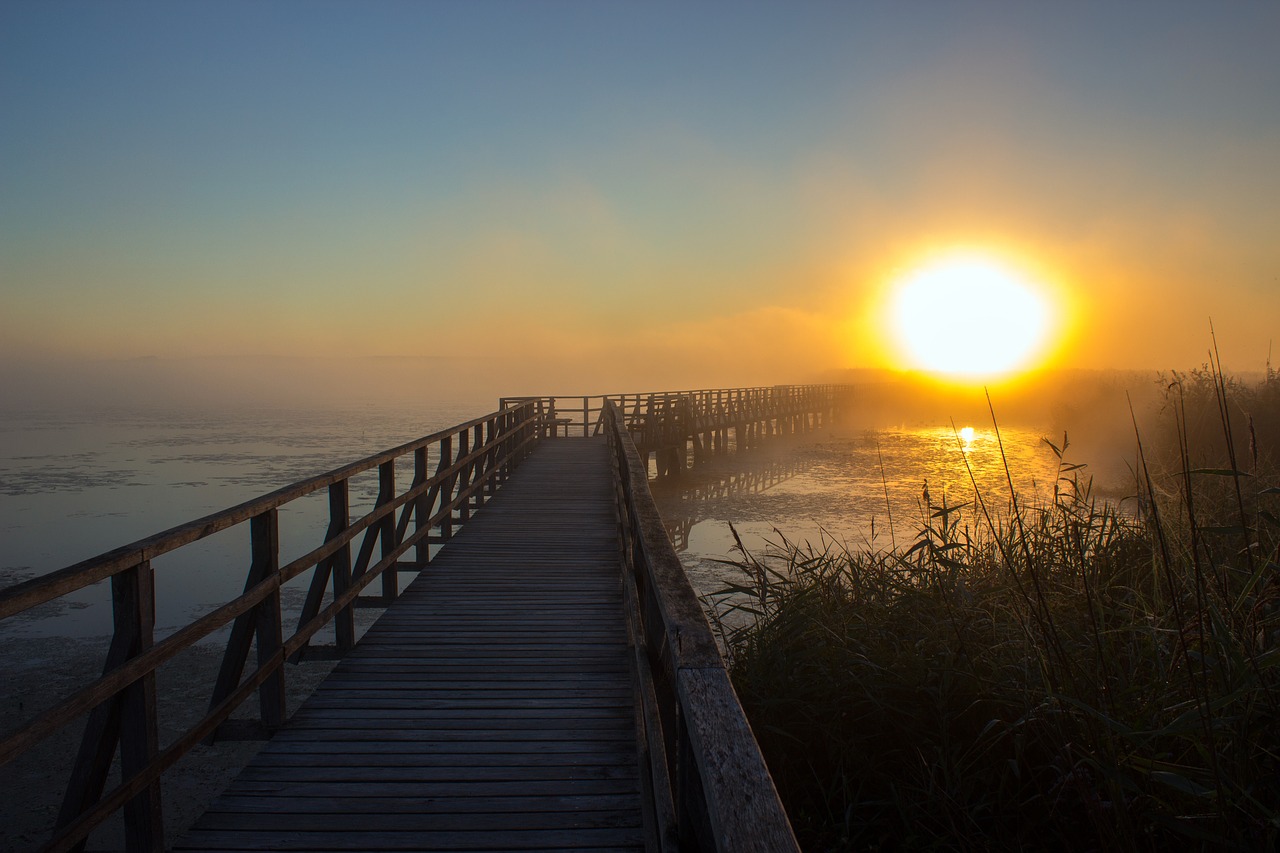 sunrise web reed free photo