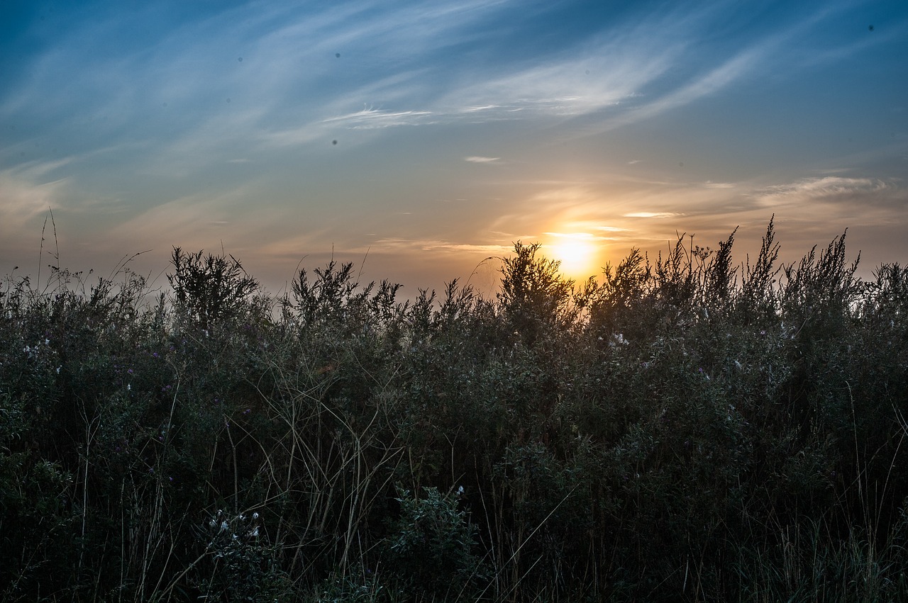 sunrise sky wildkreuter free photo