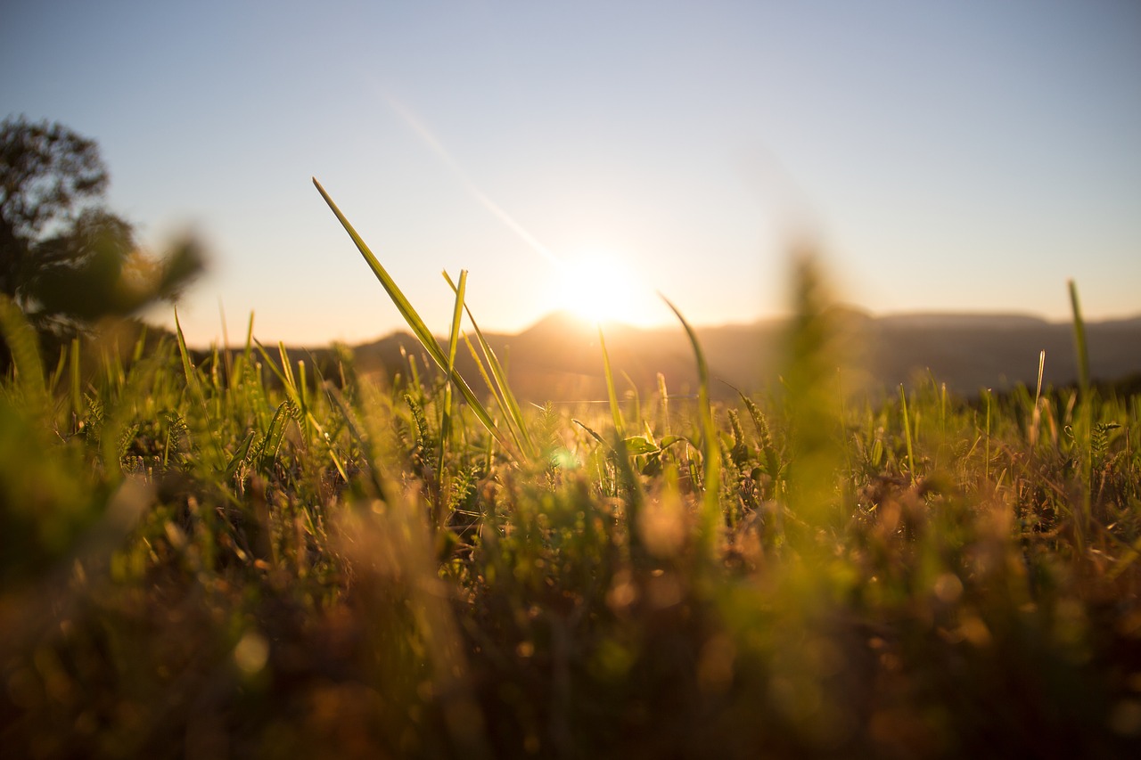 grass meadow sun free photo