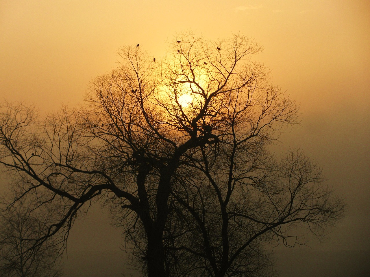 sunrise fog tree free photo