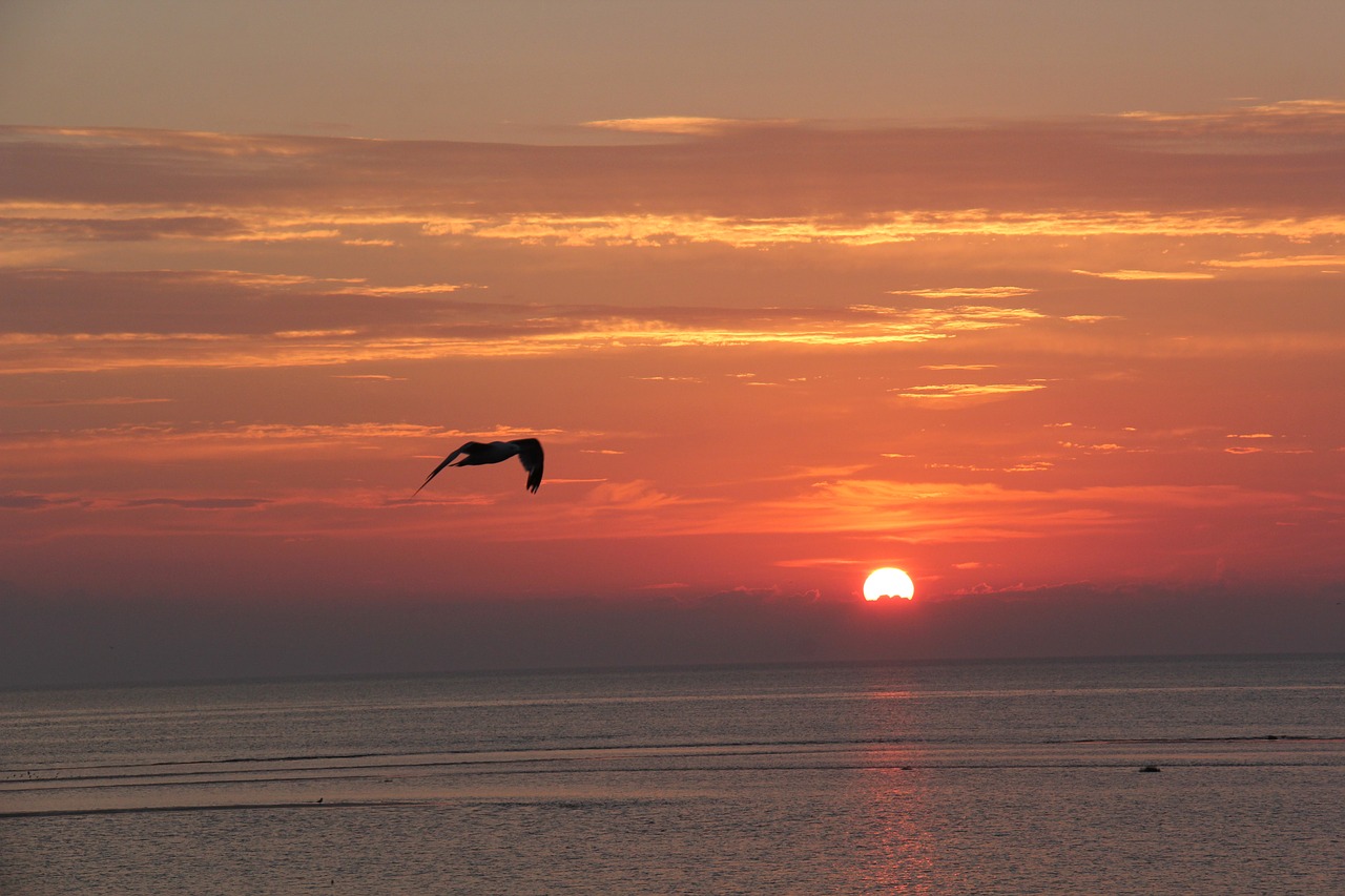 sunrise ocean sea free photo