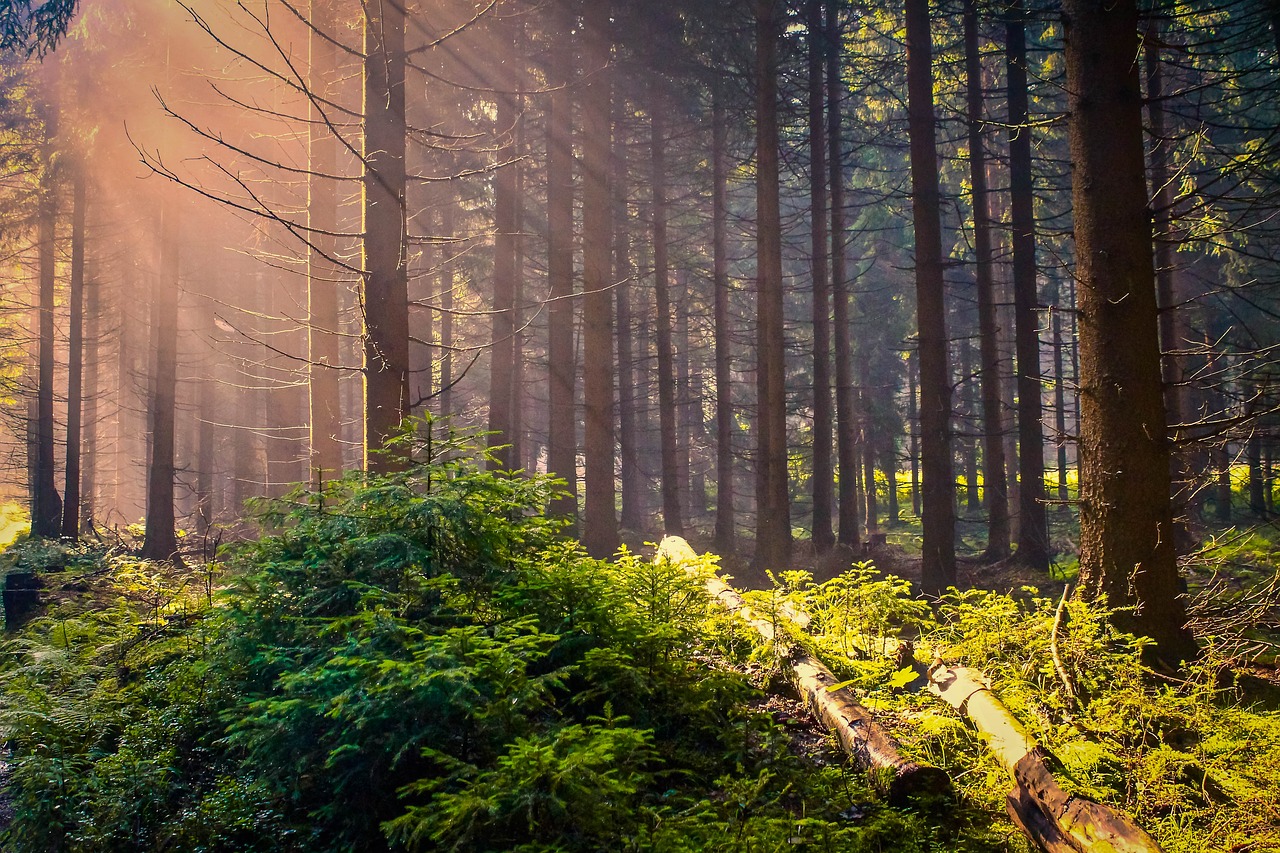 sunrise forest fog free photo