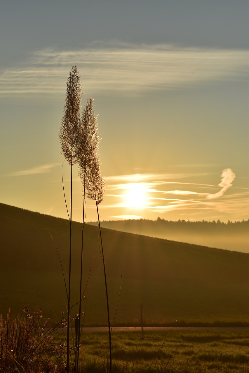 sunrise morning fog free photo