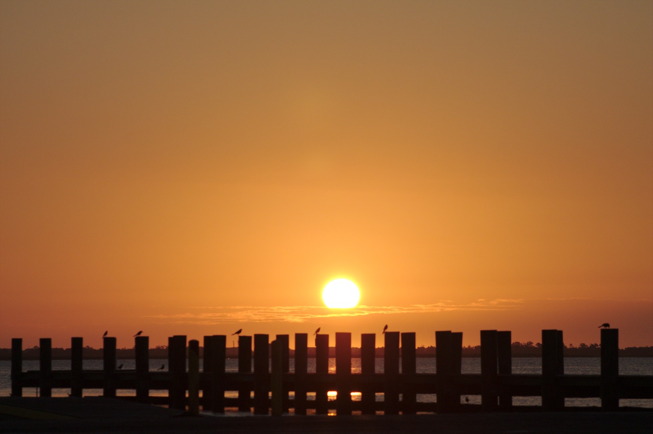 sunrise birds sunny free photo