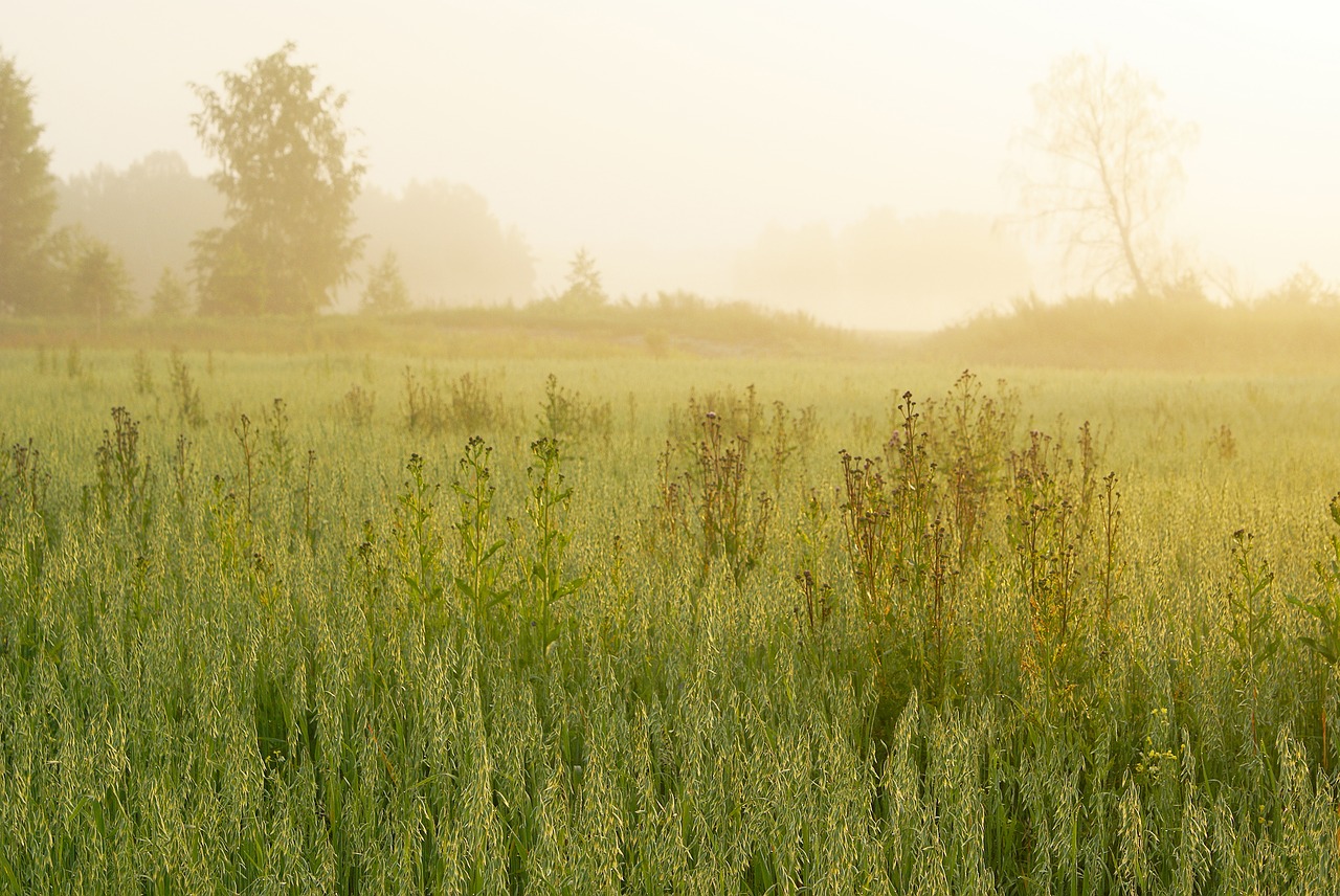 sunrise summer landscape free photo