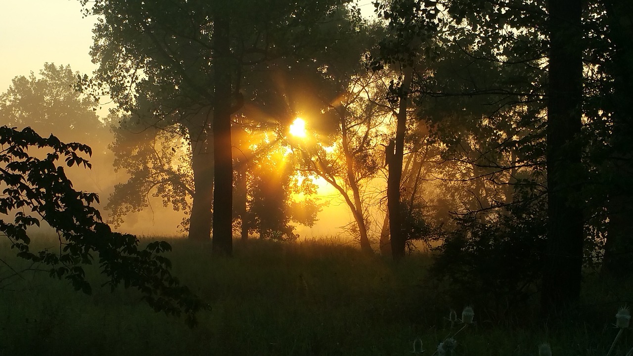 sunrise summer morning free photo