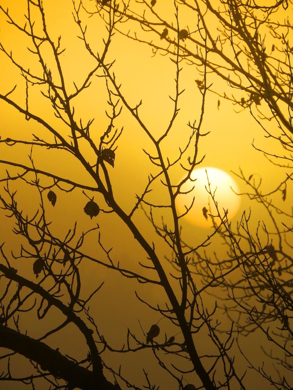 sunrise silhouette branches free photo