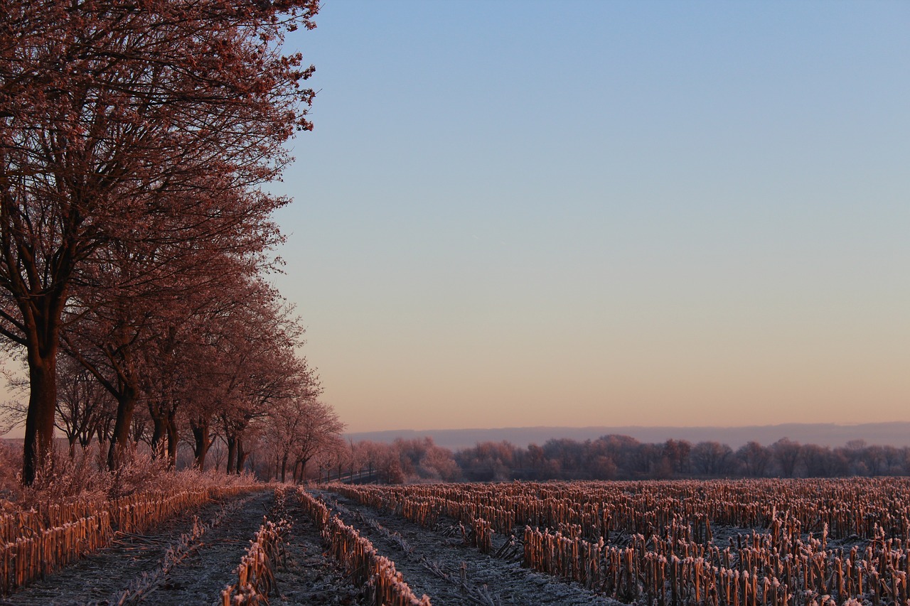 sunrise winter tree free photo