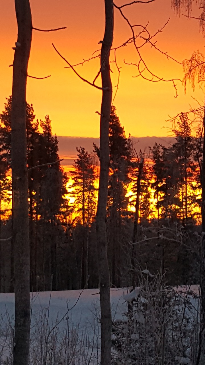 sunrise forest tree free photo