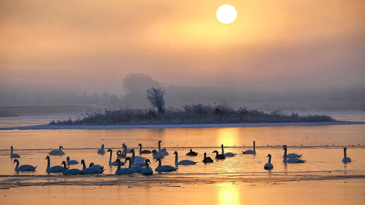 sunrise skies foggy free photo