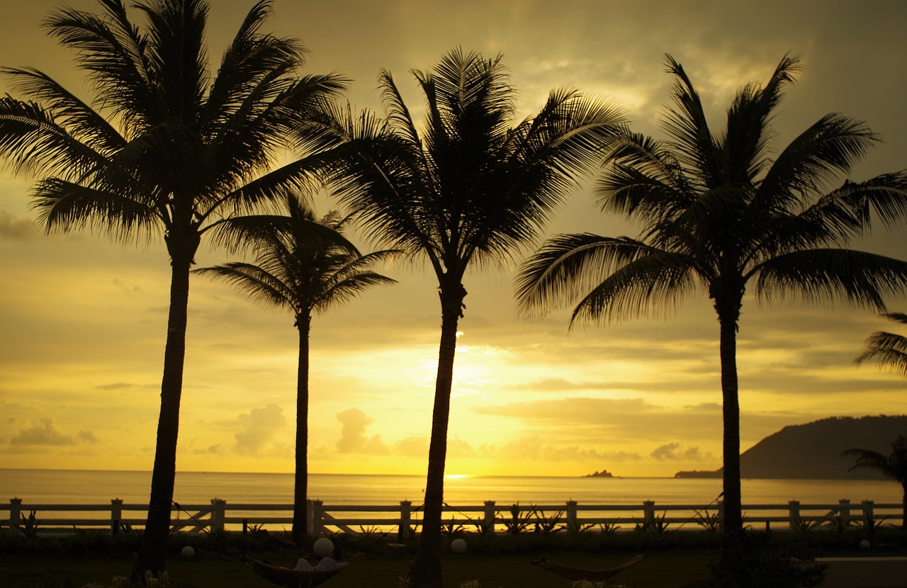 sunrise trees shadows free photo