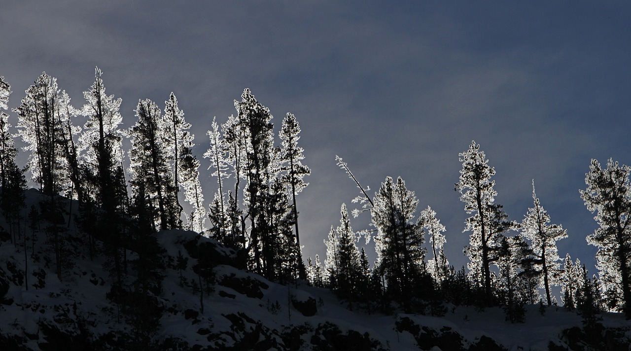 sunrise forest frosted free photo