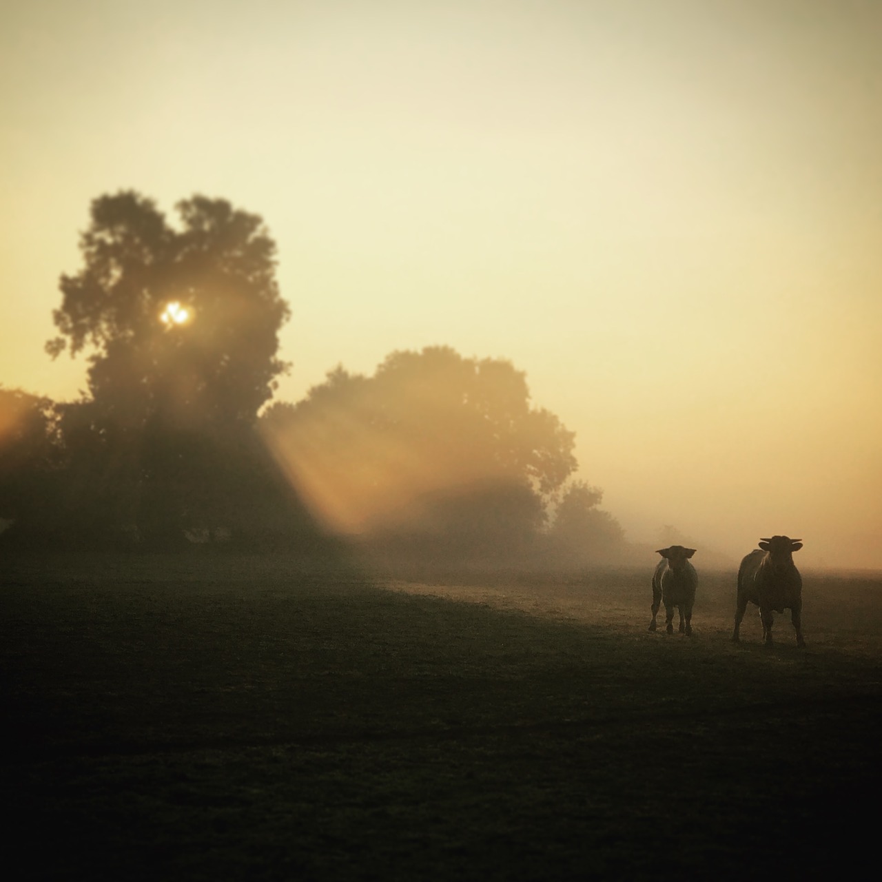 sunrise cows oxen free photo