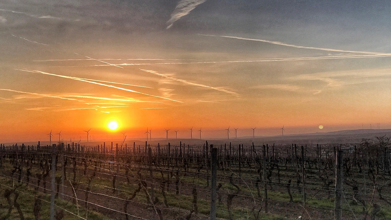sunrise rheinhessen vineyards free photo