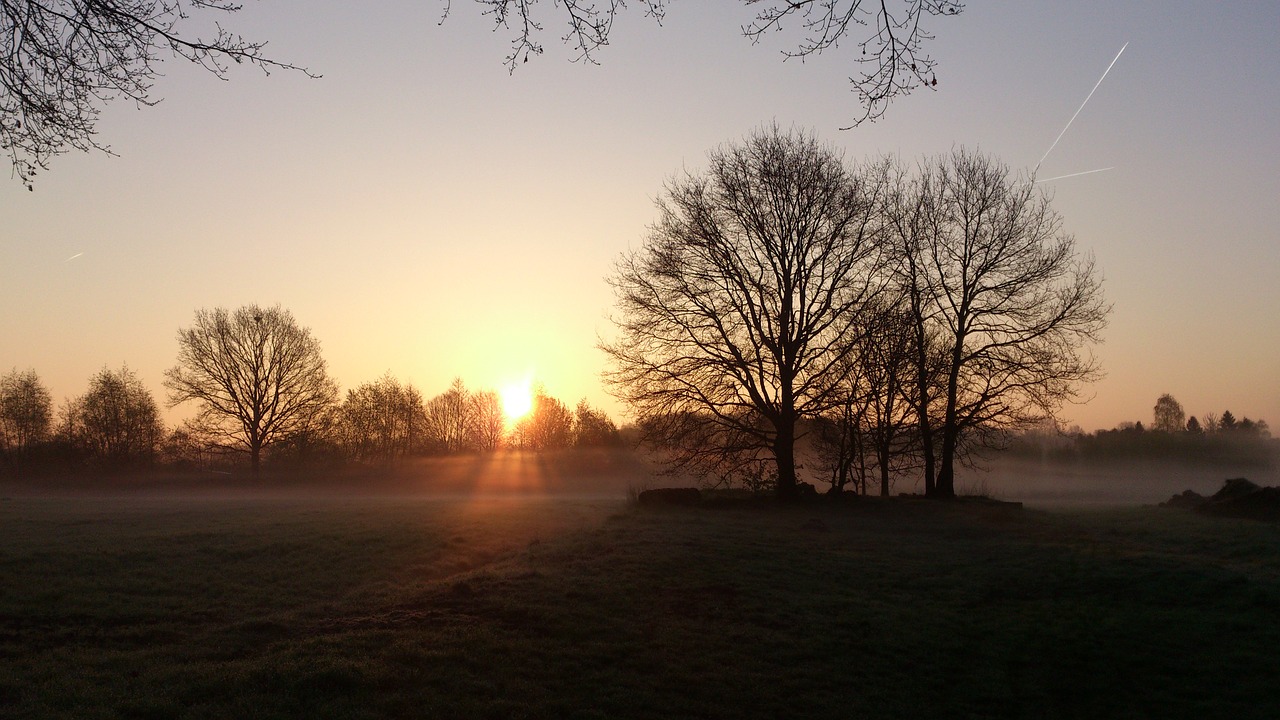 sunrise trees morning free photo