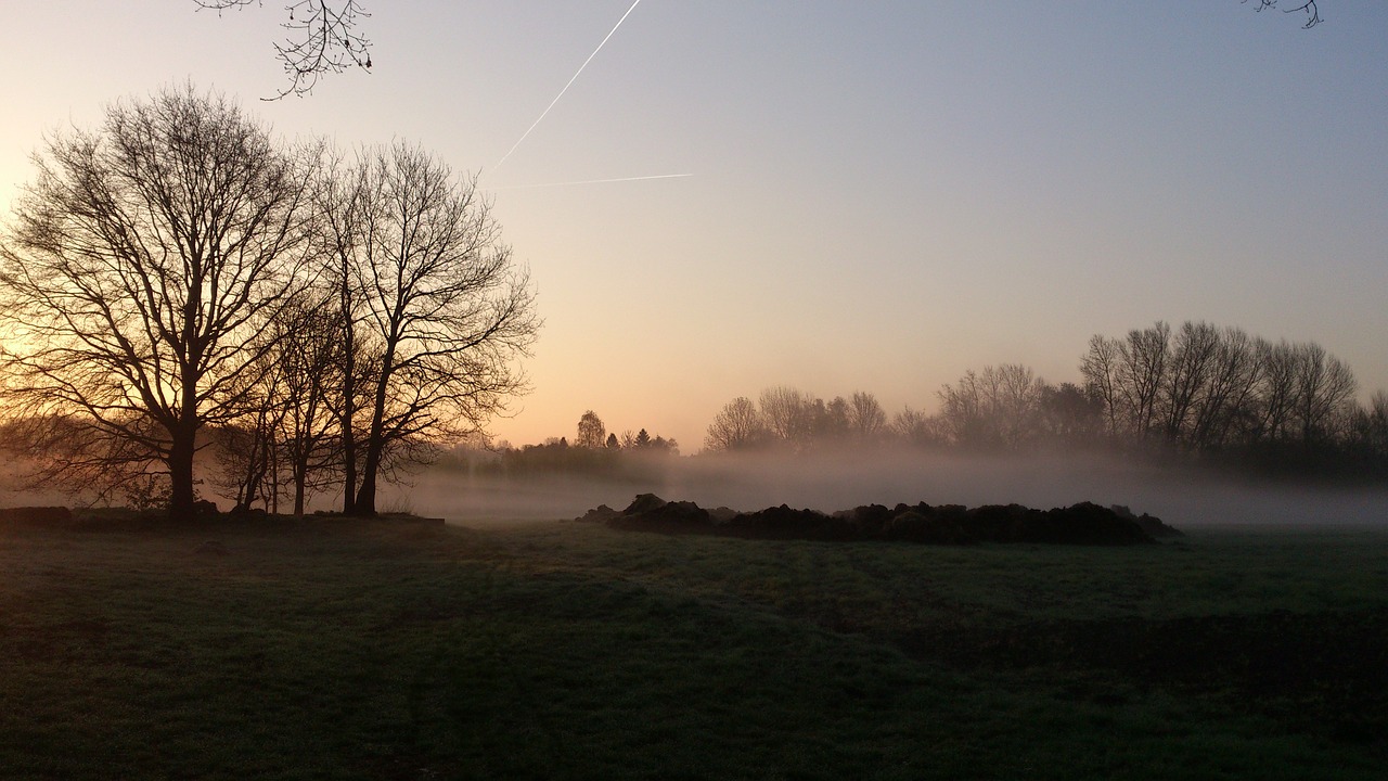 sunrise trees morning free photo