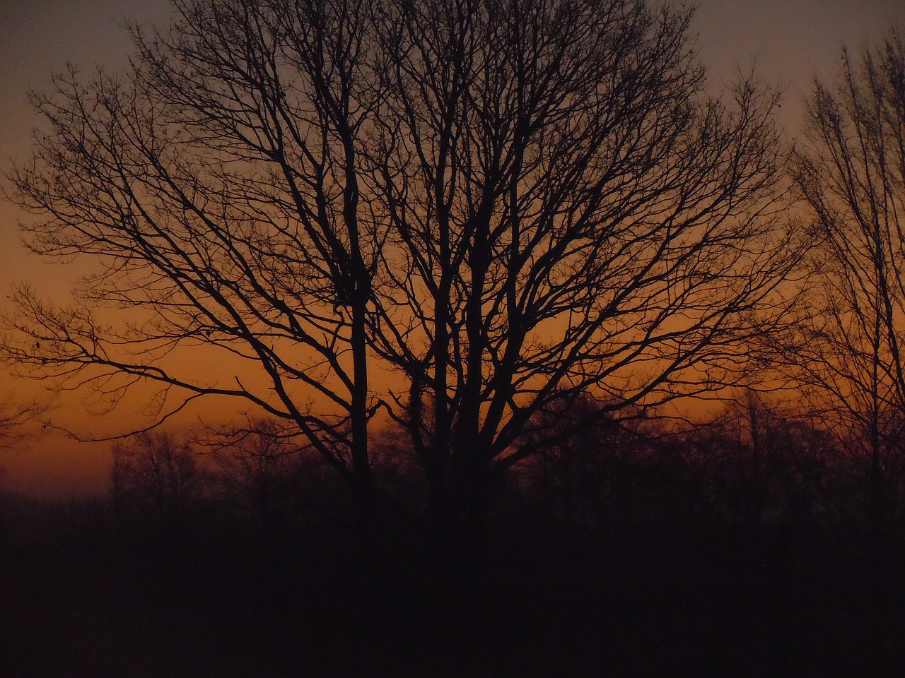 sunrise tree orange free photo