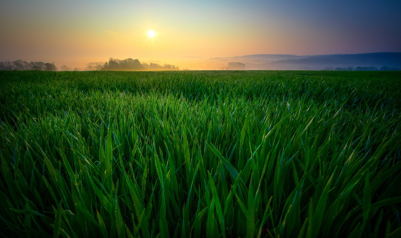 sunrise field nature free photo