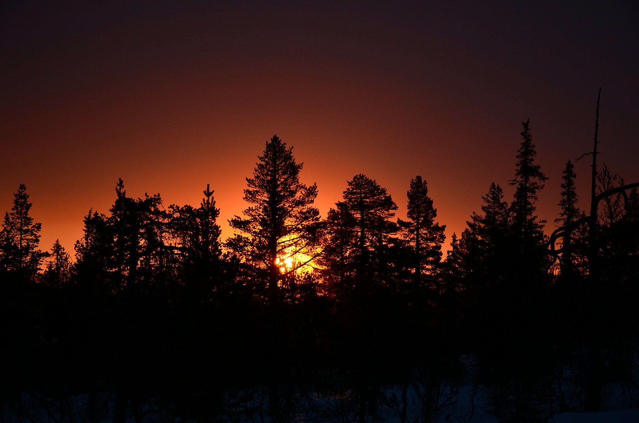 sunrise trees forest free photo