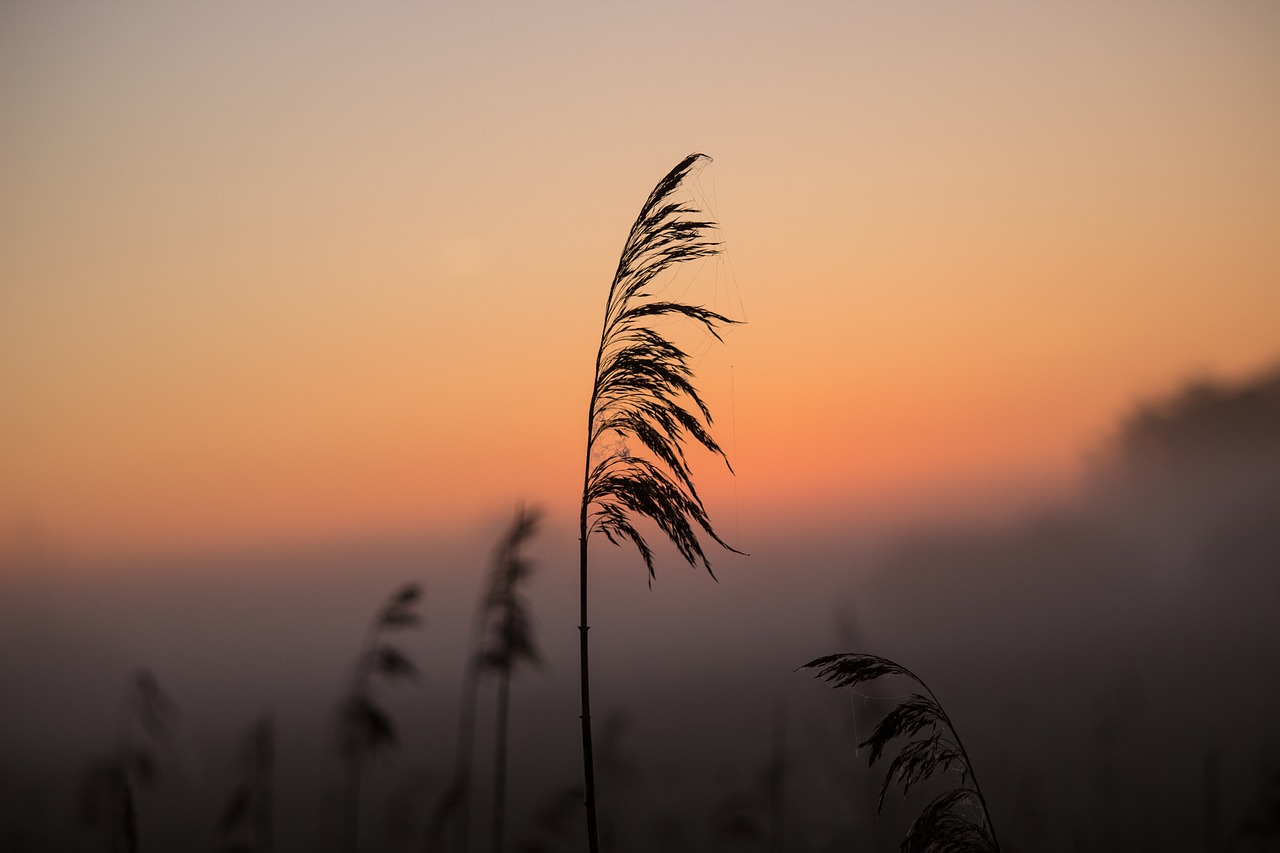 sunrise reed shadow free photo