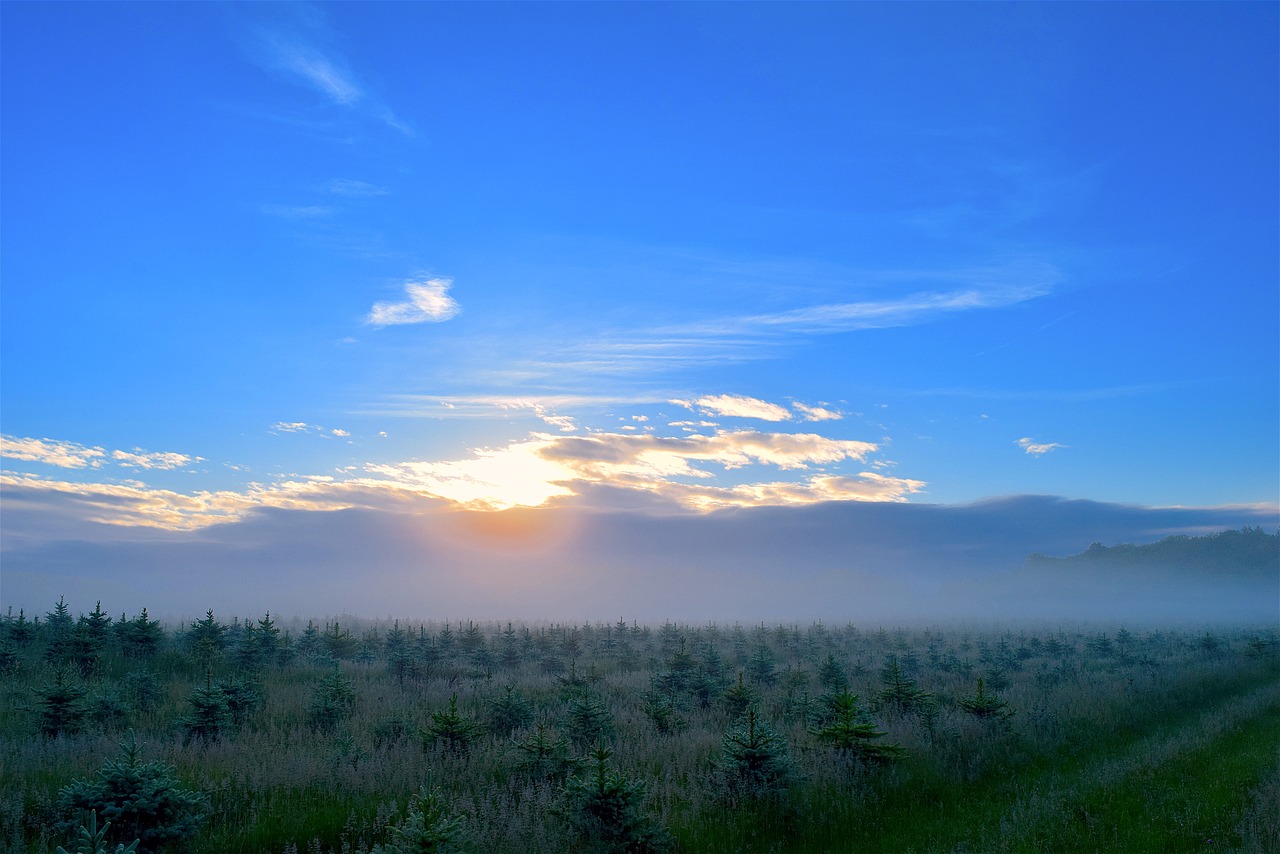 sunrise field mist free photo