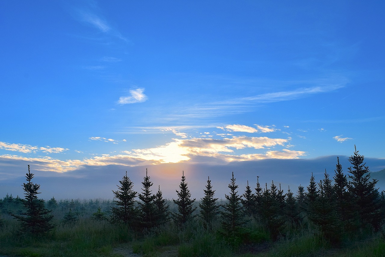 sunrise field mist free photo