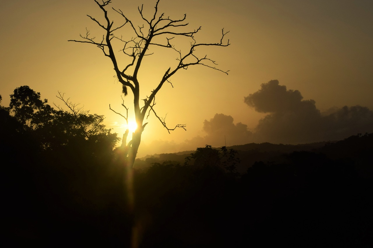 sunrise tree black free photo