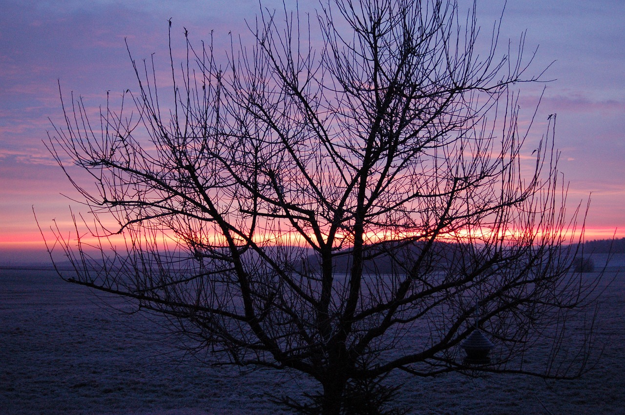 sunrise winter tree free photo