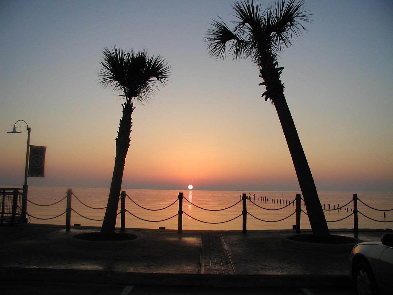 sunrise palm trees morning free photo