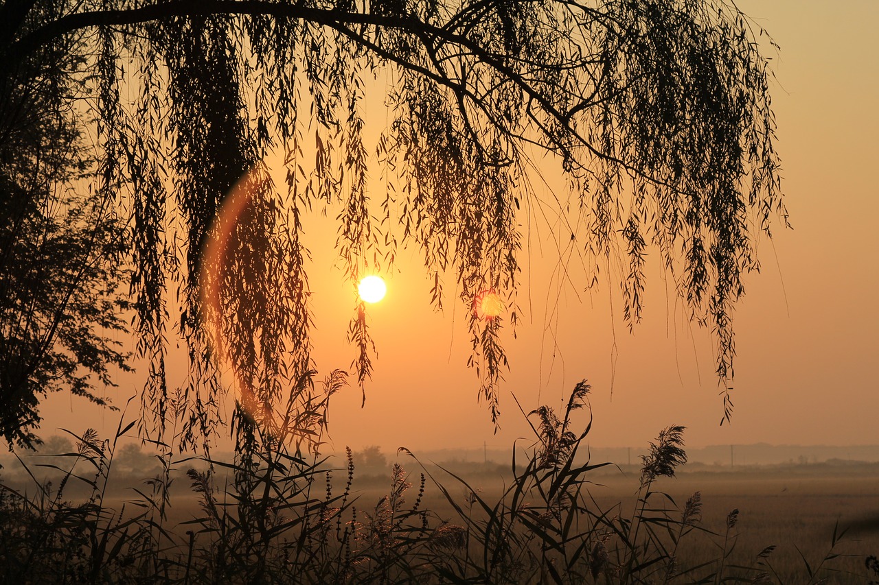 sunrise willow aperture free photo