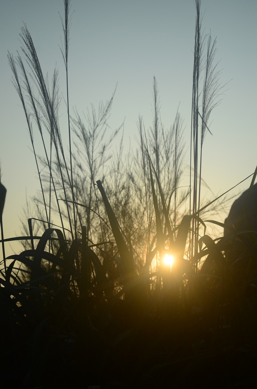 sunrise reed grassland free photo
