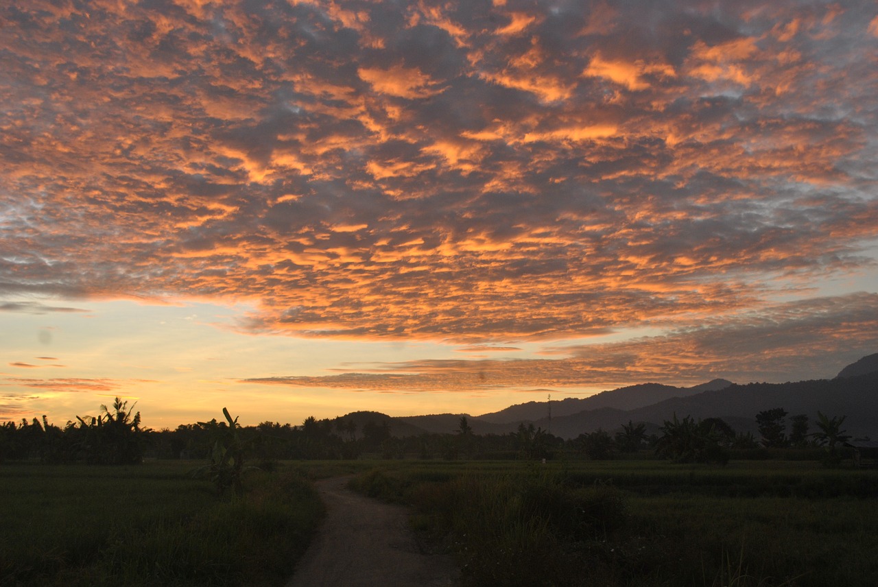 sunrise ricefields sumbawa free photo