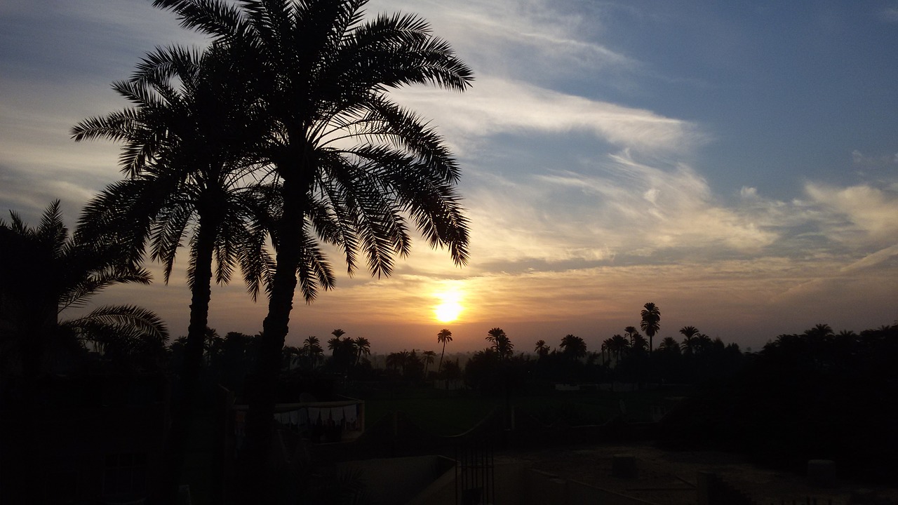 sunrise palms morning free photo