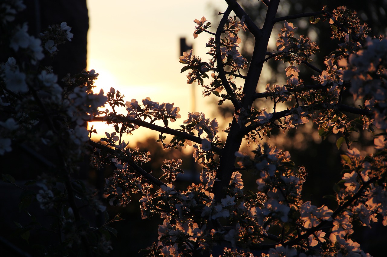 sunrise flower tree free photo