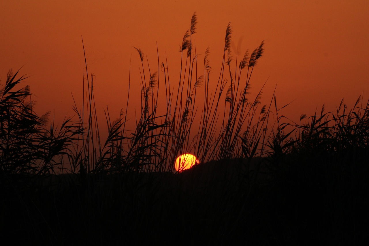 sunrise lake balaton lakeside free photo