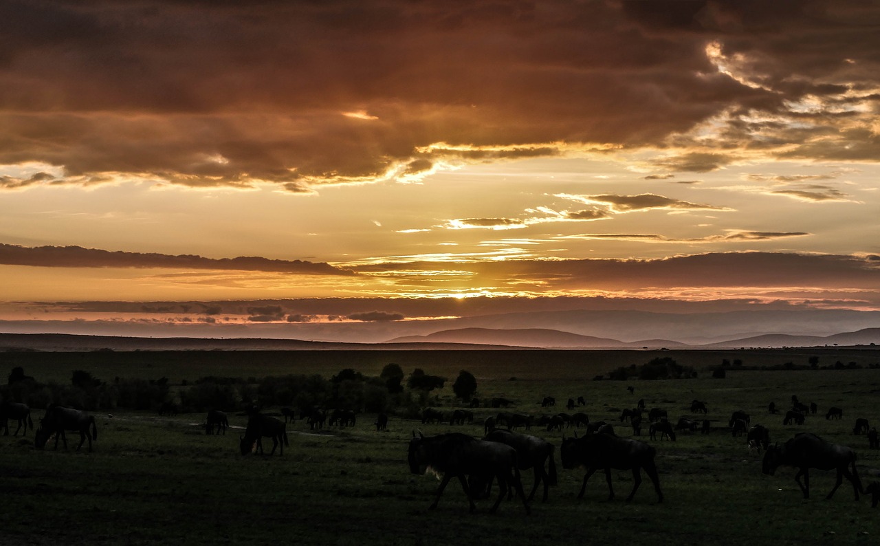 sunrise gnu flock free photo